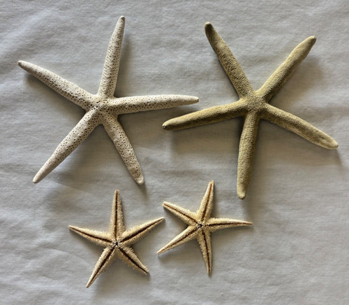 Natural dried starfish - starfish, lot