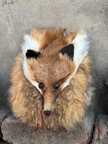 Scottish highland fox face fur - face,