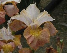 Siberian Iris - Jerry Murphy -