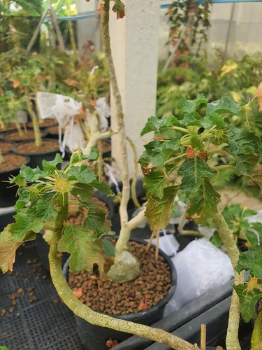 Dorstenia gypsophila seeds - gypsophila,