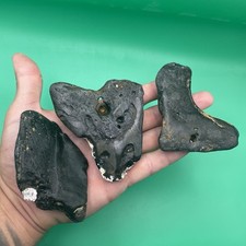 MEGALODON TEETH FOSSILS HUGE