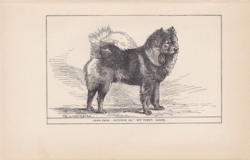 1900 chow dog - dog,
