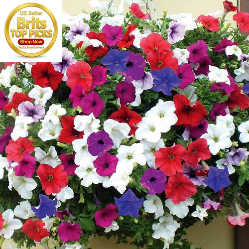 Half hardy annual - annual,, petunia