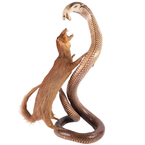 Antique victorian taxidermy - antique,