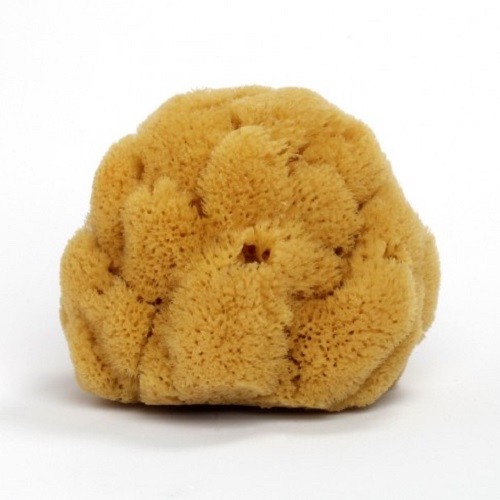 Exfoliating natural sea - exfoliating, sponge