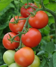 Tomato Moneymaker x 1 Plug
