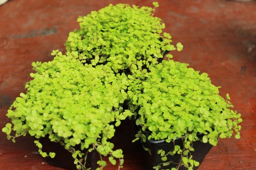 Baby tears plants yellow - 3x, baby's