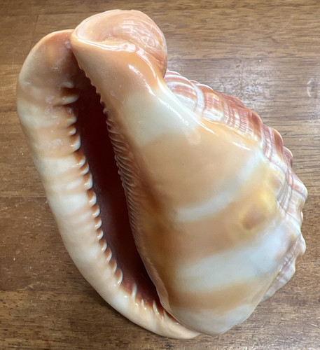 Conch shell approx inches - conch,