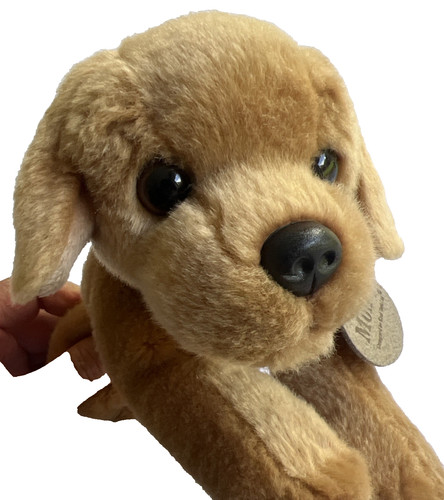 Labrador puppy dog monty - puppy,