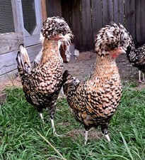 6 Candy Corn Polish Chicken