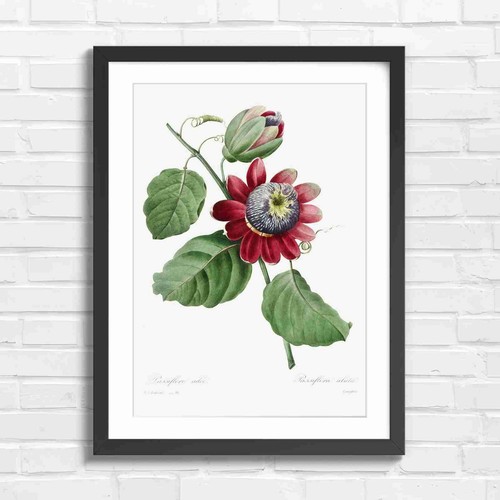 Passion flower botanical - passion,