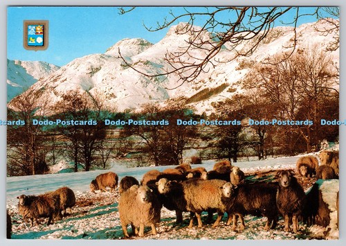 D312198 herdwick sheep - d312198,