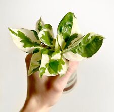 1 X Njoy Pothos Variegated Houseplant Cutting | READ DESCRIPTION |