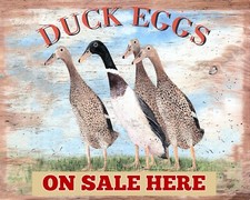 DUCK EGGS ON SALE HERE FARM