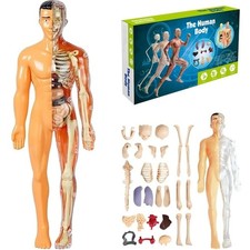 3D Human Body Structure Model
