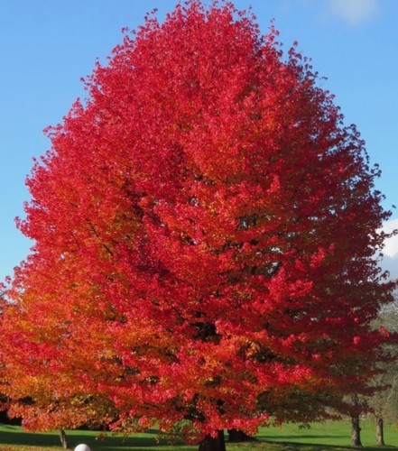 American sweetgum - sweetgum, /