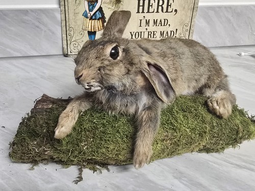 Lynns creations taxidermy - creations,