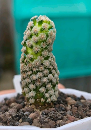 Mammillaria theresae rare - mammillaria,