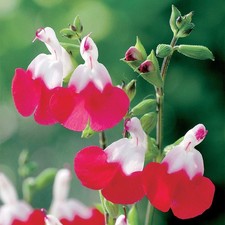 3x Salvia 'Hot Lips'|sage 'Hot