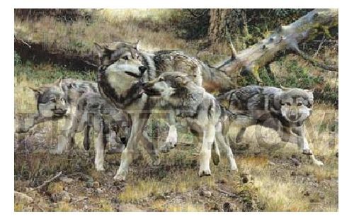 Carl brenders disorderly - carl,