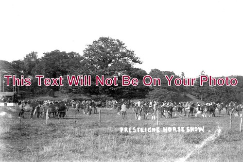 1259 presteigne horse - wl,