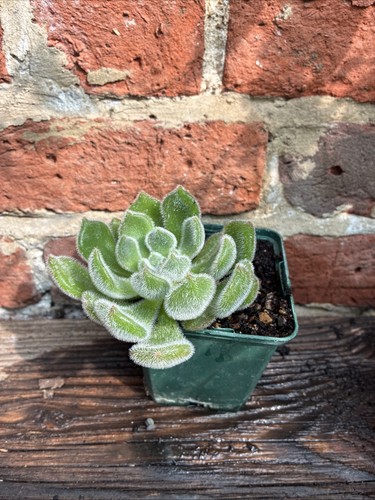 Echiveria setosa mexican - setosa,