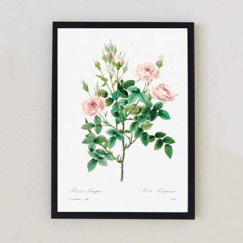 Antique flower botanical - flower,