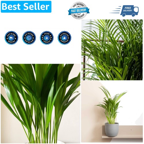 Indoor plants build - indoor, own