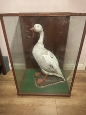 Taxidermy goose greylag - taxidermy,