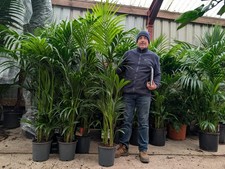 1x6-7ft Kentia Palm Tree