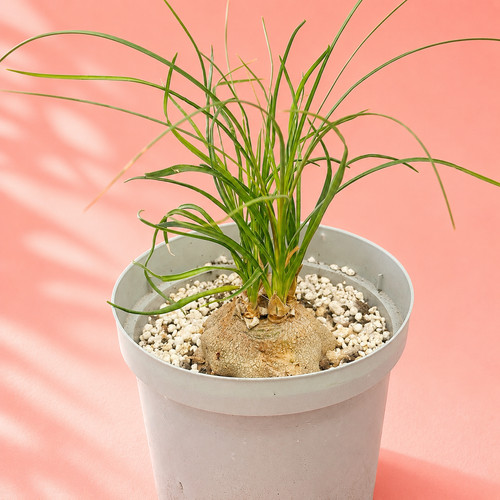 Beaucarnea recurvata ponytail - beaucarnea,