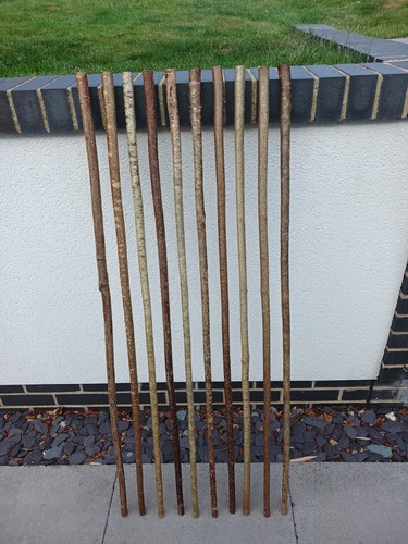 Hazel walking stick shanks - hazel,