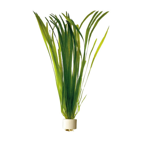 Vallisneria spiralis straight - vallisneria, spiralis/straight
