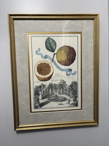 Classically framed botantical - framed,