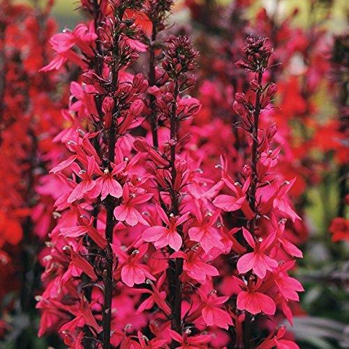 Lobelia starship deep - lobelia, 'starship