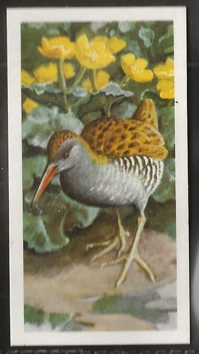 Brooke bond bird - bond, (tea)-bird