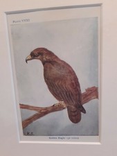 GOLDEN EAGLE Mounted Orig