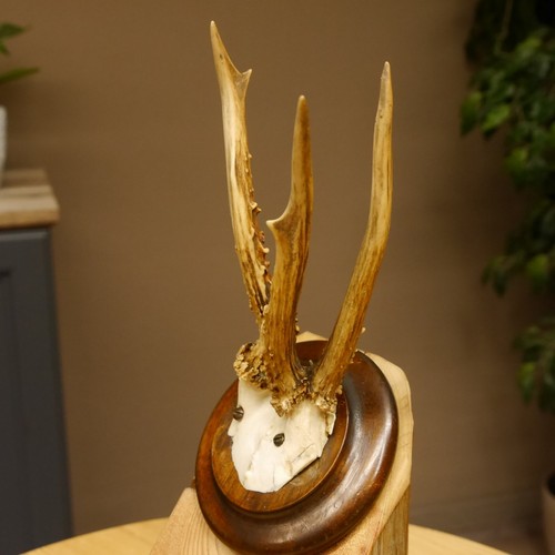 Abnormal roe deer buck antlers - abnormal,