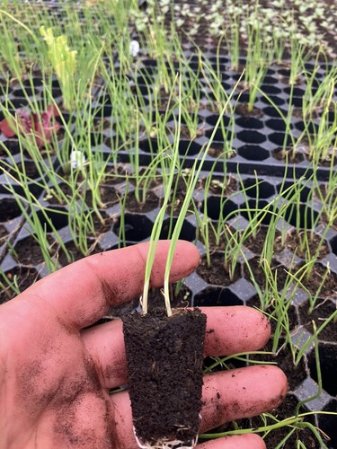 Leeks musselburgh x12 - leeks,