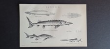 Antique (c. 1890) print - Fish - Ganoidei - Sturgeon - Sterlet - Paddle Fish