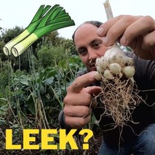 Oerprei Bulbous Perennial Leek