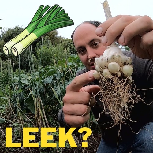 Oerprei bulbous perennial leek - bulbous,