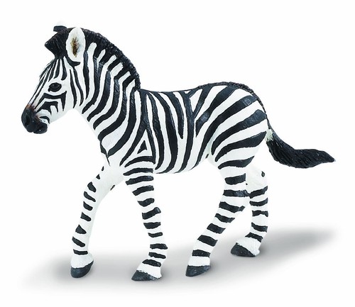 Zebra baby wild animal - zebra,