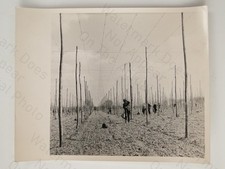 Hop Stringing Competition Reed