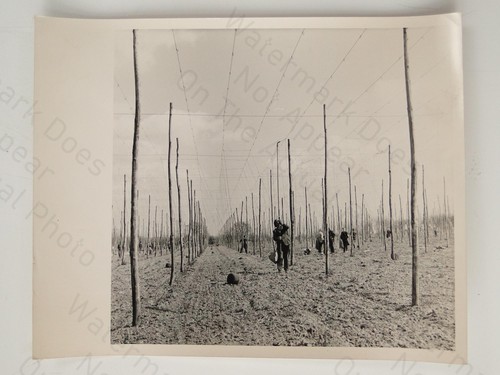 Hop stringing competition reed - stringing,