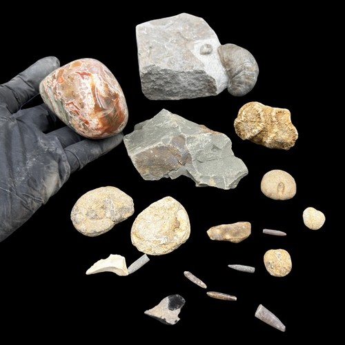 1kg british fossil mix - british, 18