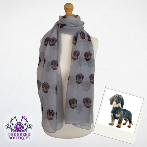 Wire haired dachshund dog - wire,
