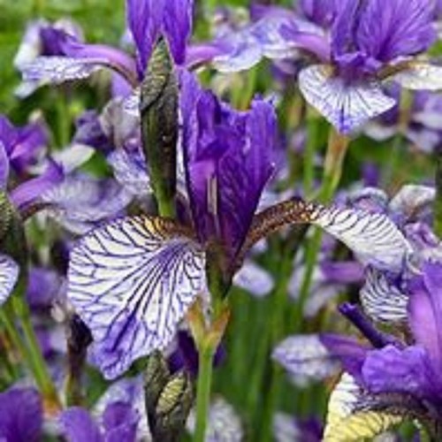Siberian iris flight - flight, of