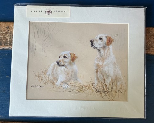 Gill evans yellow labrador - evans,
