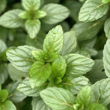 Mint 'Chocolate Peppermint'